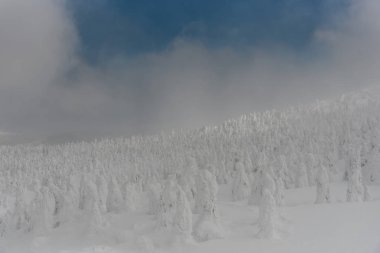 kar canavarı zao Mountain