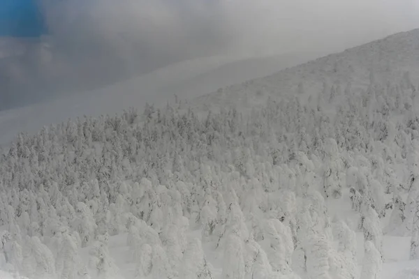 Mostro di neve a montagna di zao — Foto Stock