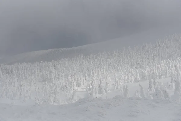 Sněžný přízrak v zao mountain — Stock fotografie
