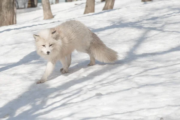 Renard arctique en hiver — Photo