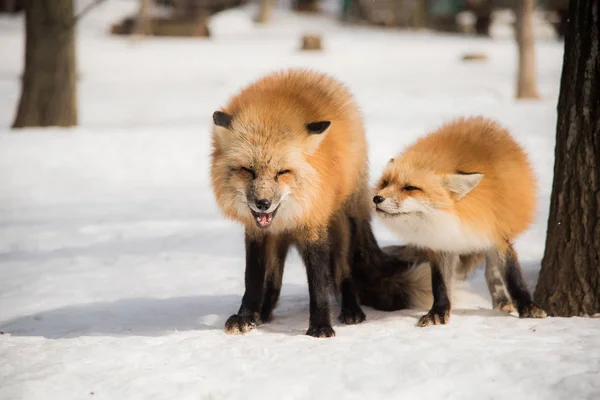 Червона лисиця в зимовий сезон — стокове фото