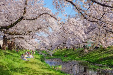 sakura ağaçları ile güzel yolu