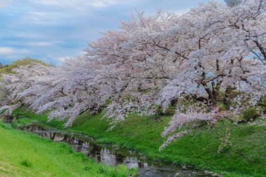 sakura ağaçları ile güzel yolu