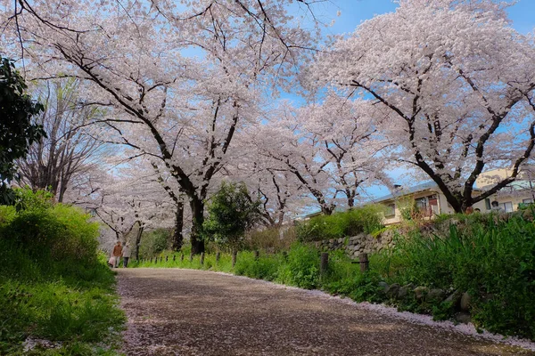 Beautiful path with sakura trees — Stock Photo, Image