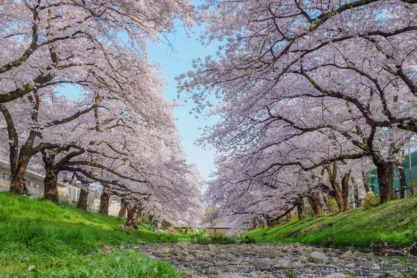 sakura ağaçları ile güzel yolu