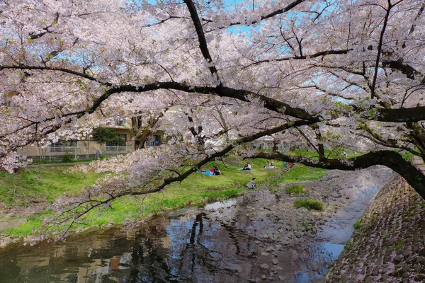 Hermoso camino con árboles de sakura — Foto de Stock
