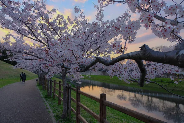 Sakura ağaçları ile güzel yolu — Stok fotoğraf