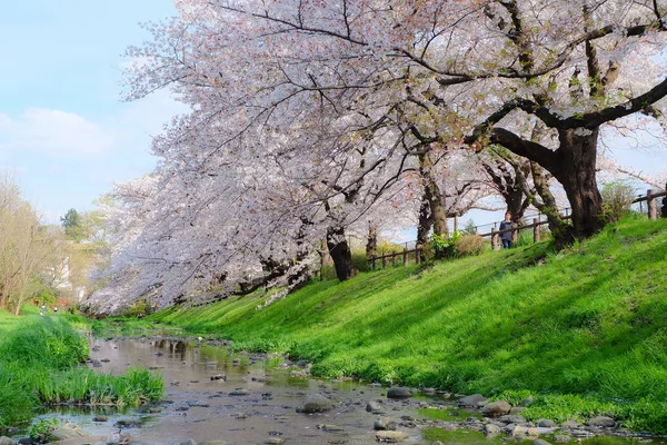 Beau sentier avec des arbres sakura — Photo