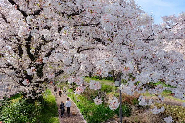 Beautiful path with sakura trees — Stock Photo, Image