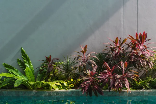 Tropisk trädgård i skuggan — Stockfoto