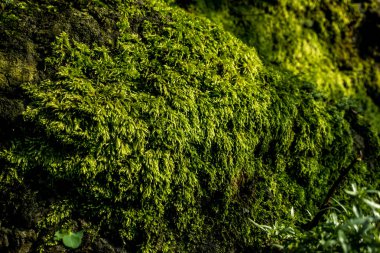 doğada yeşil yosun
