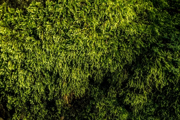 Green moss in nature — Stock Photo, Image