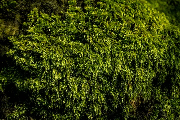 Зелений мох в природі — стокове фото