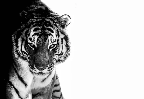 Yeux de tigre noir et blanc — Photo