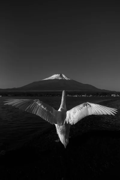 Білий лебідь на озеро Яманака з Mt. Fuji фоном — стокове фото