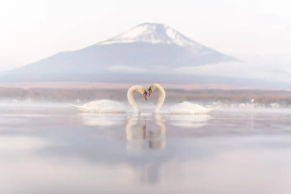 Белая пара Сван чувствует романтику и любовь на озере Яманака wi — стоковое фото