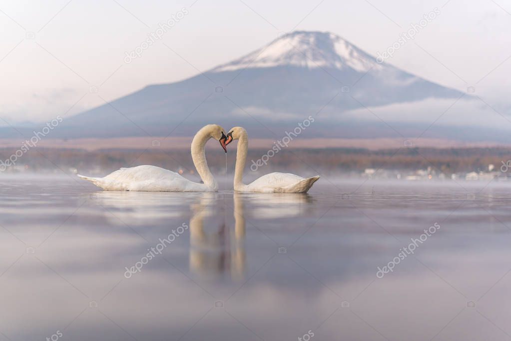 White Couple Swan feeling romantic and love  at Lake Yamanaka wi