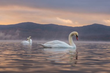 Beyaz Kuğu'nun duygu romantik ve göl Yamanaka Mt ile aşk. 