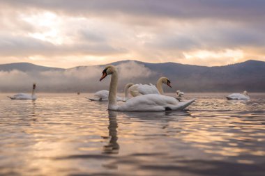 Beyaz Kuğu'nun duygu romantik ve göl Yamanaka Mt ile aşk. 