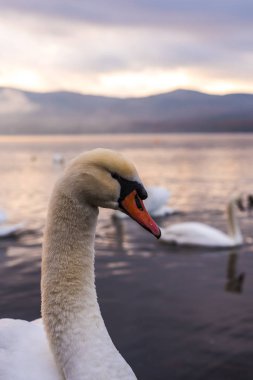 Beyaz Kuğu'nun duygu romantik ve göl Yamanaka Mt ile aşk. 