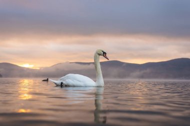 Beyaz Kuğu'nun duygu romantik ve göl Yamanaka Mt ile aşk. 
