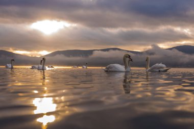 Beyaz Kuğu'nun duygu romantik ve göl Yamanaka Mt ile aşk. 