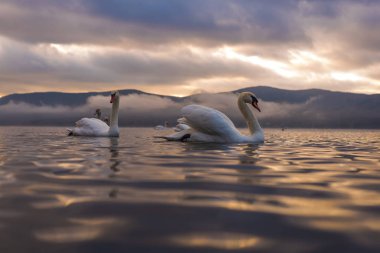 Beyaz Kuğu'nun duygu romantik ve göl Yamanaka Mt ile aşk. 