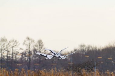 Kırmızı taç vinç kuş