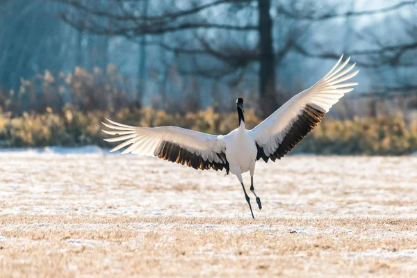 Red-crowned crane bird