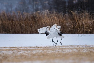 Güzel dans çift çift aşık kushiro hokkaido kuştan kırmızı taç vinç kış sezonunda, Courting hayvan davranışları Japonya