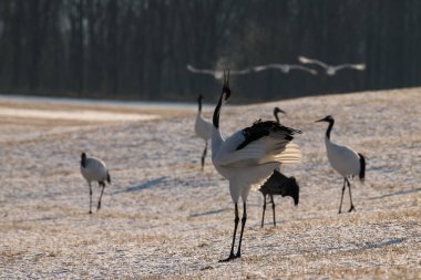 Kırmızı taç vinç kuş