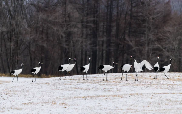 Red-crowned crane bird