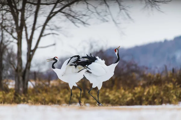 Red-crowned crane bird