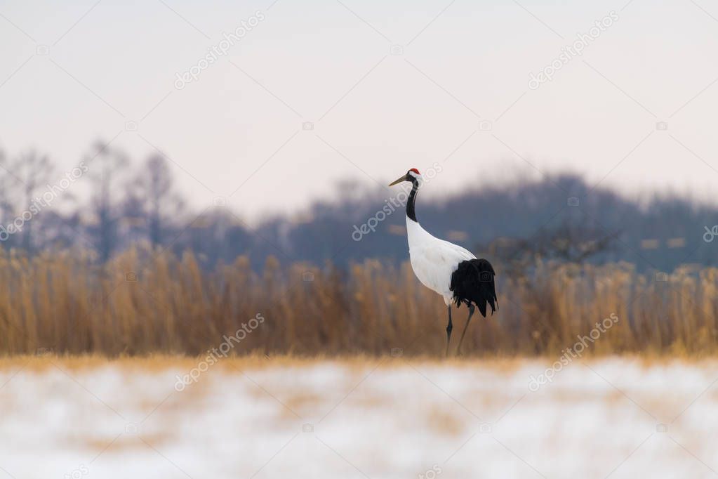 Red-crowned crane bird