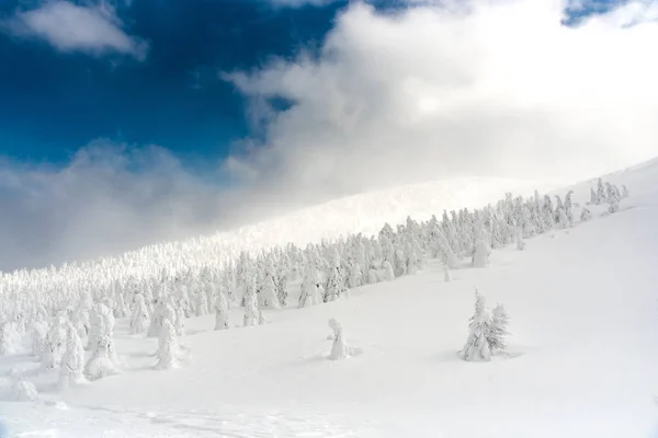 Mostro di neve a montagna di zao — Foto Stock