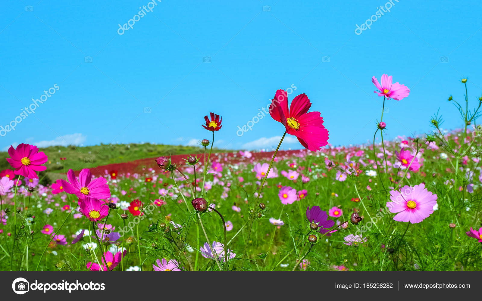 Nature flower landscape Stock Photos, Royalty Free Nature Nature flower landscape Stock Photos, Royalty Free Nature