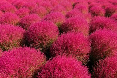 Güzel evren ve Hitachi Seaside Park Kochia