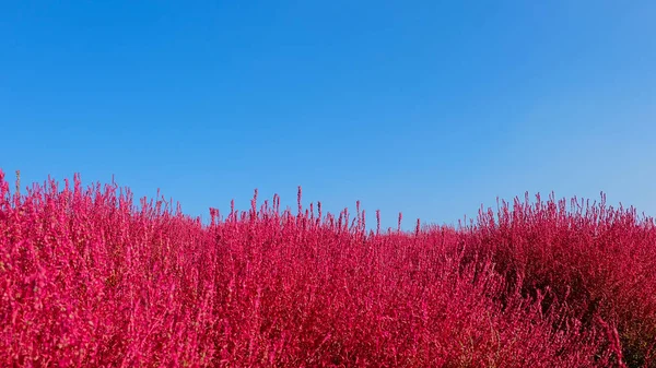 Schöner kosmos und kochia im hitachi sea park — Stockfoto