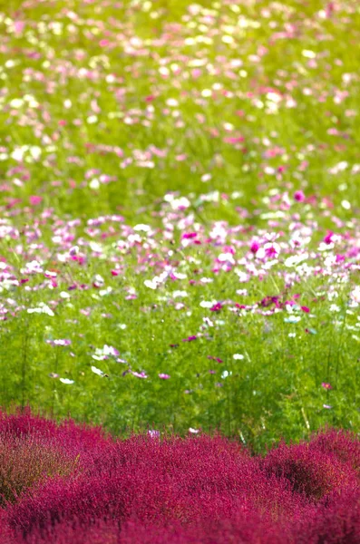 Piękne Cosmos i Kochia w parku nadmorskim w Hitachi — Zdjęcie stockowe