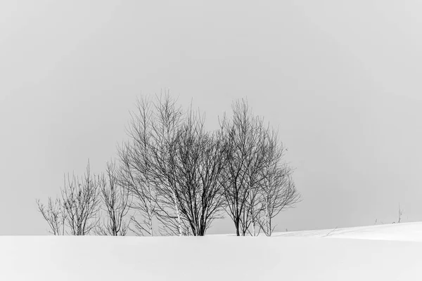 Abstrakter schwarzer und weißer Baum — Stockfoto