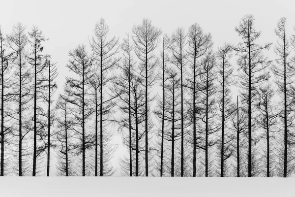 Abstract black and white tree — Stock Photo, Image