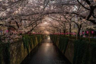 yürüyen insanlar ve sakura kiraz çiçeği Nakameguro c keyfini çıkarın