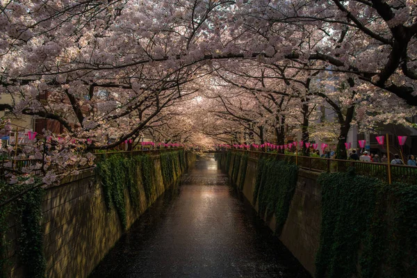 Persone a piedi e godere di sakura fiori di ciliegio a Nakameguro c — Foto Stock
