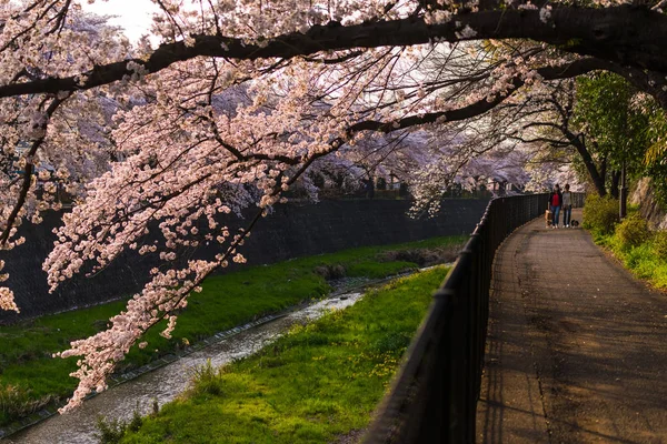 Personas paseando con el perro y disfrutar de sakura flor de cerezo en taquicardia — Foto de Stock