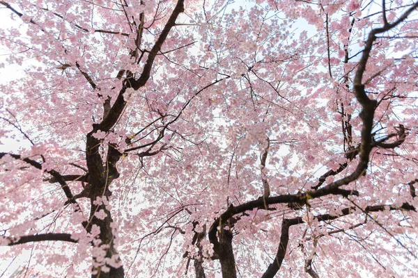 Muy hermoso Japón sakura flor de cerezo — Foto de Stock