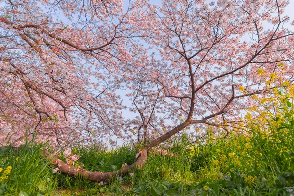 Muy hermoso Japón sakura flor de cerezo — Foto de Stock