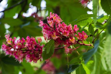  Güzel doğa farklıdır, makro