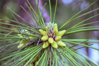  Doğa, doğa rezerv, çiçekler içinde çeşitlilik