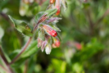 Doğa, doğa rezerv, çiçekler içinde çeşitlilik
