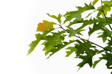  Doğa, doğa rezerv, çiçekler içinde çeşitlilik